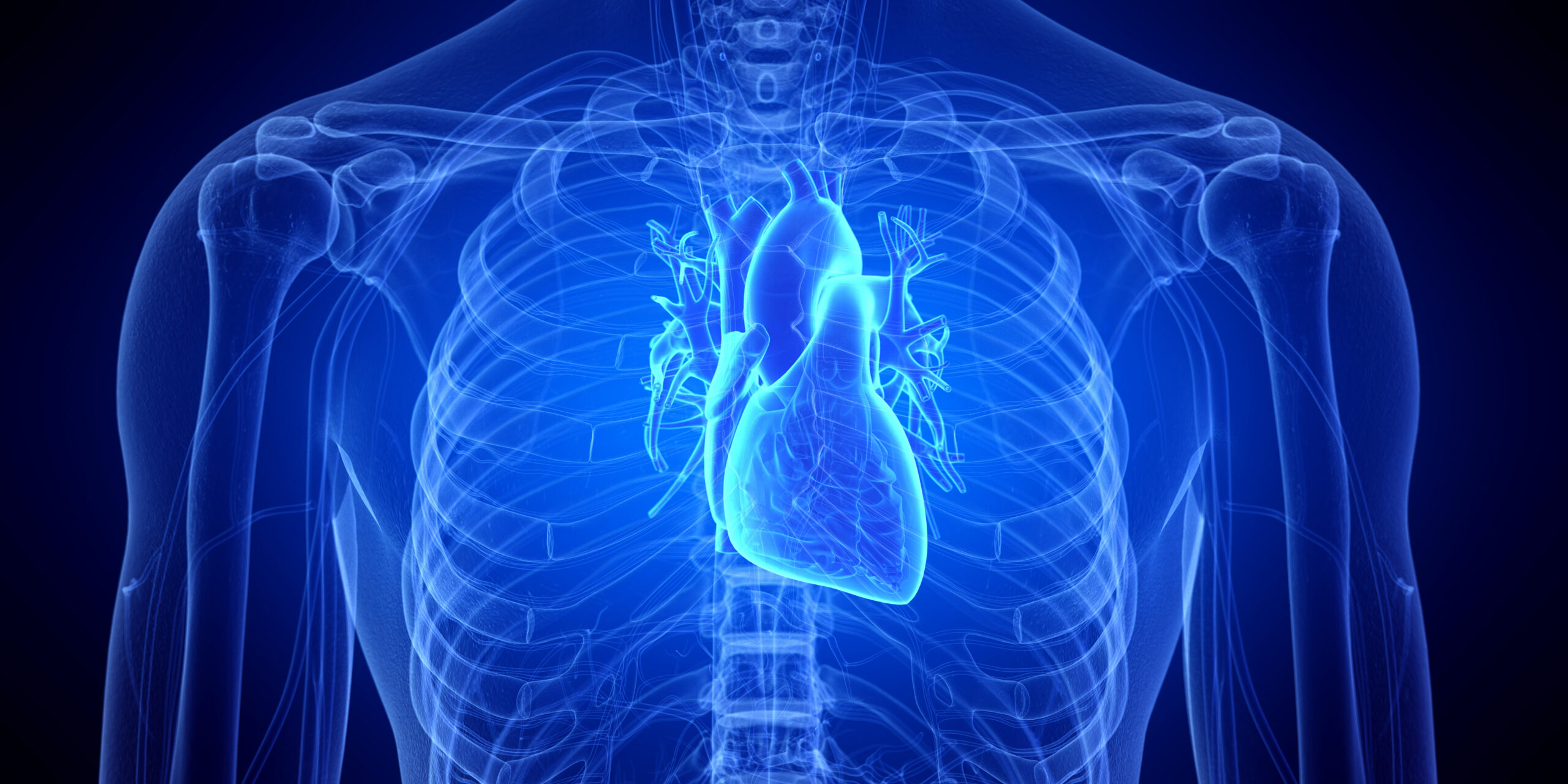 3d rendered medically accurate illustration of the human heart